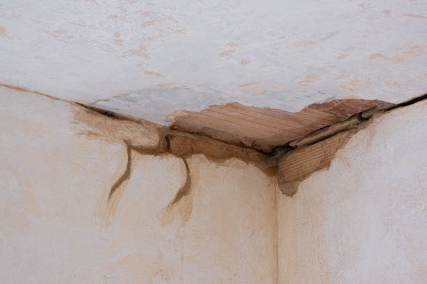 Best Mold removal after water damage  in Pines Lake, NJ