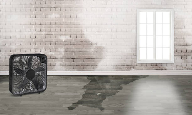 Best Ceiling water damage repair  in Pines Lake, NJ